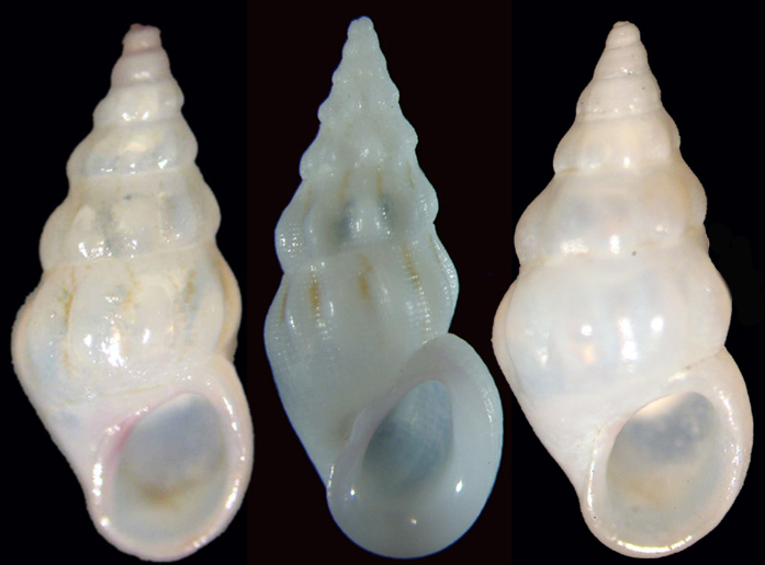 Rissoa variabilis